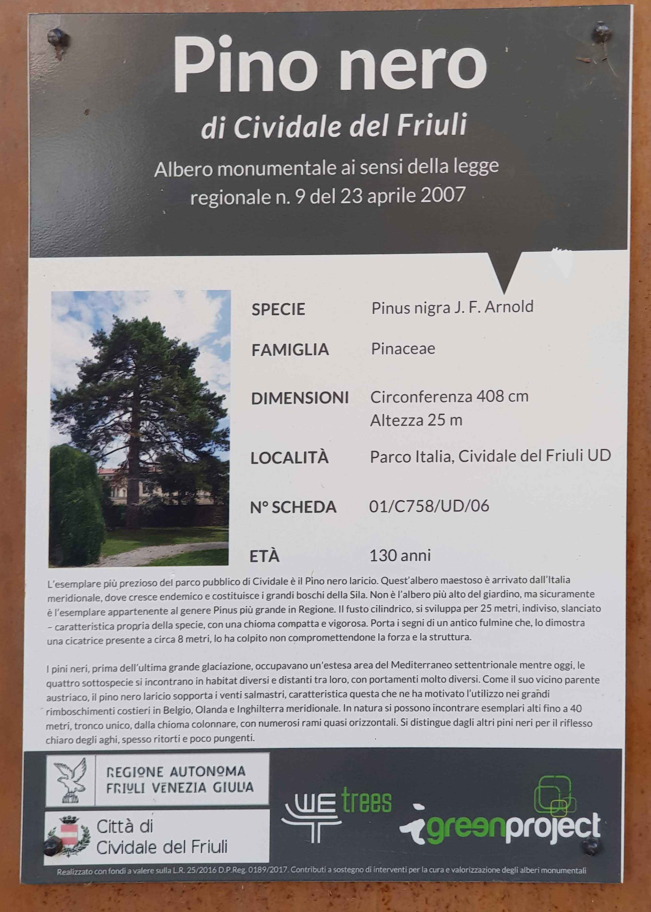 Pinus nigra subsp. laricio, Pino nero laricio, albero monumentale, targa illustrativa, Giardini pubblici - Cividale del Friuli