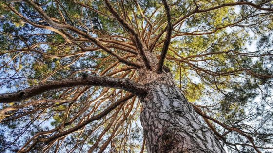 Pinus nigra subsp. laricio, Pino nero laricio, albero monumentale, targa illustrativa, Giardini pubblici - Cividale del Friuli