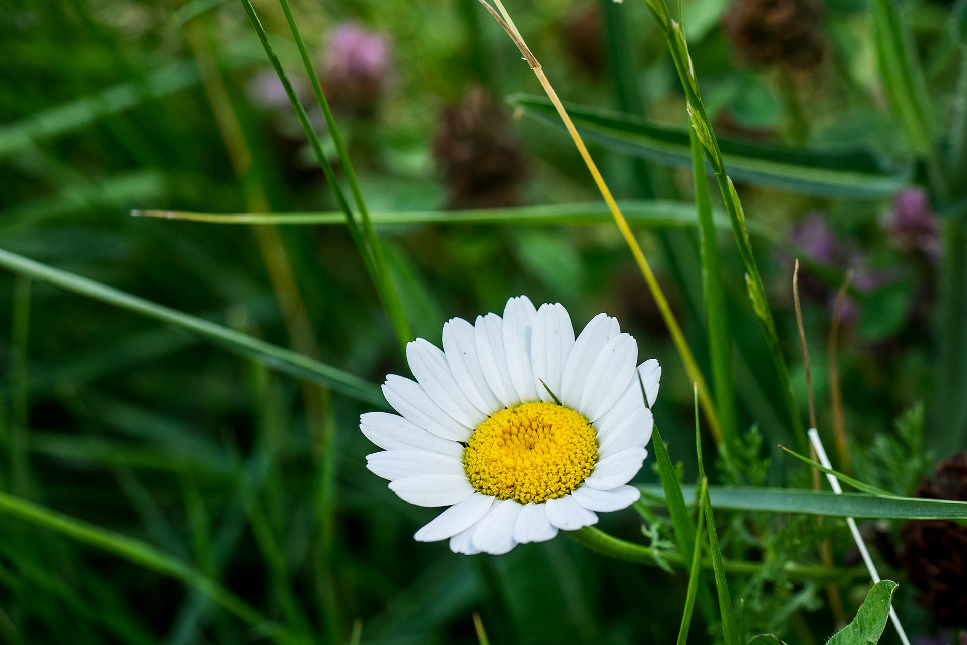 Protetto: Appunti di biodiversità, flora e fauna lungo il fiume Topino con la Scuola Primaria di Via Monte Cervino – Foligno