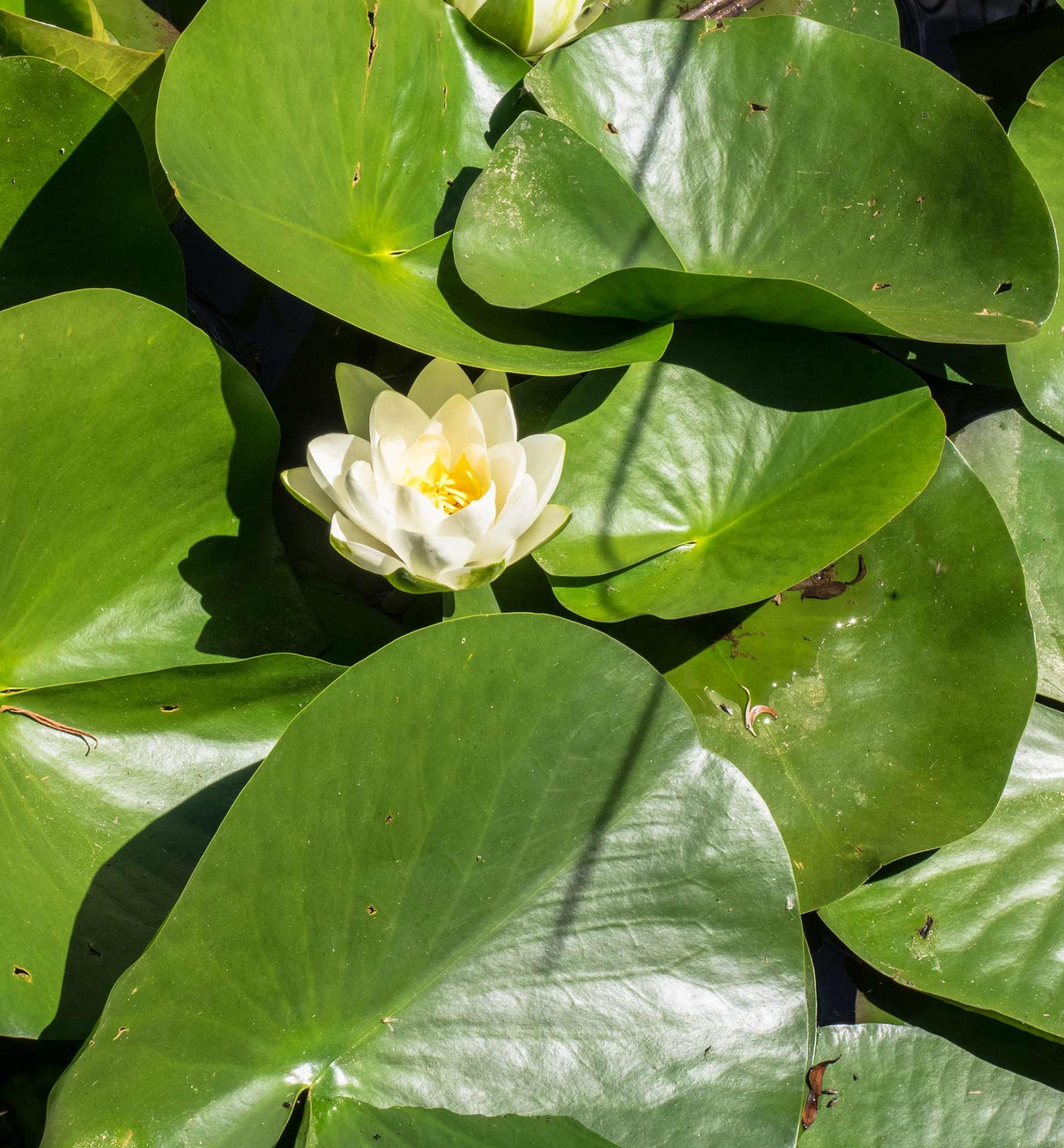 Protetto: Le forme dell’acqua in Umbria: Fonti e Fiume Clitunno, Palude di Colfiorito