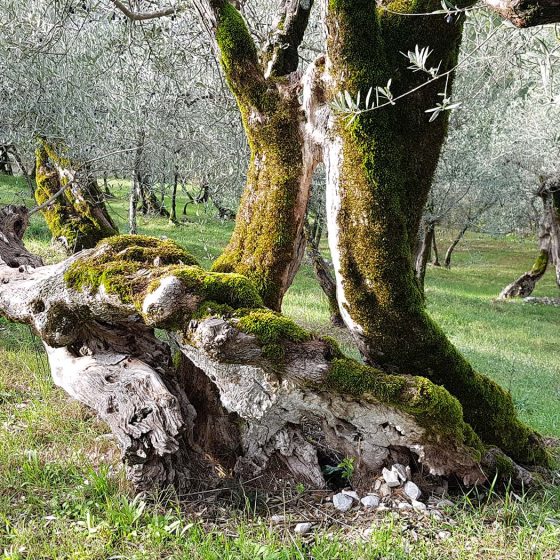 L'antico olivo coricato