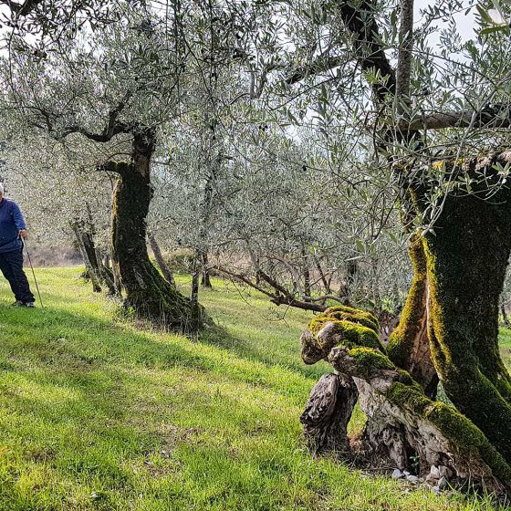 L'antico olivo coricato, camminando con MontagneAperte