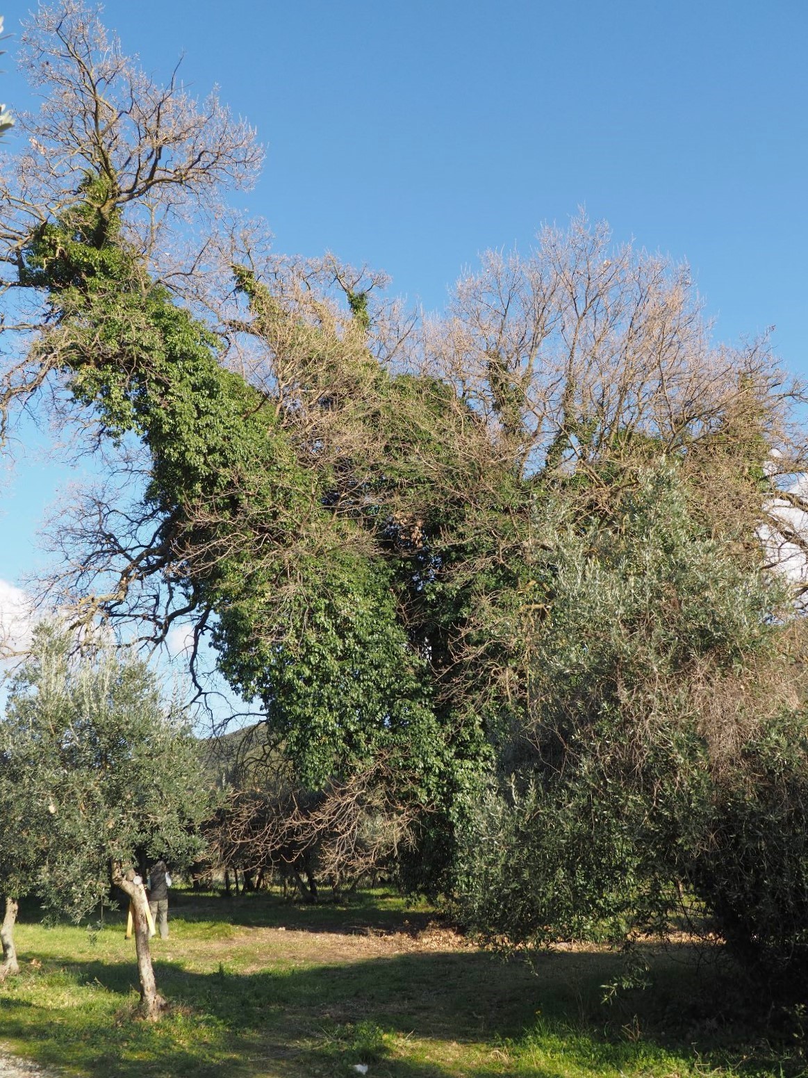 La Quercia di Moano