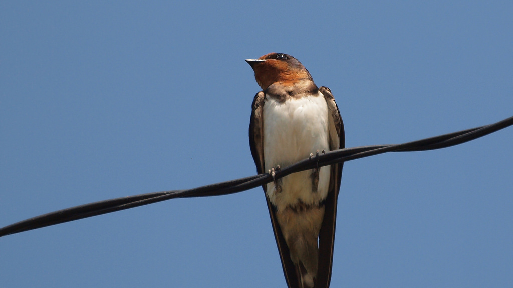 Hirundo rustica, rondine [photo credit: www.flickr.com/photos/ 7656600@N06/14156517811 Swallow via photopin creativecommons.org/ licenses/by/2.0/]